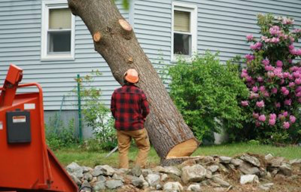 close quarters tree removal in Durham