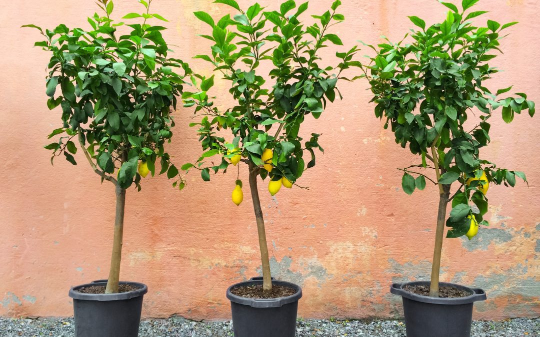 How To Grow Trees In Containers
