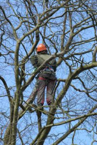 Durham Tree Service Choose A Certified Arborist