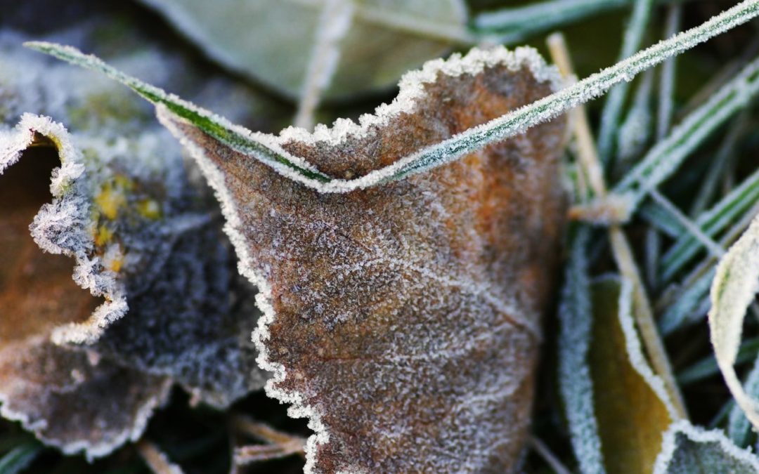 Durham Tree Service How To Protect Plants From Frost