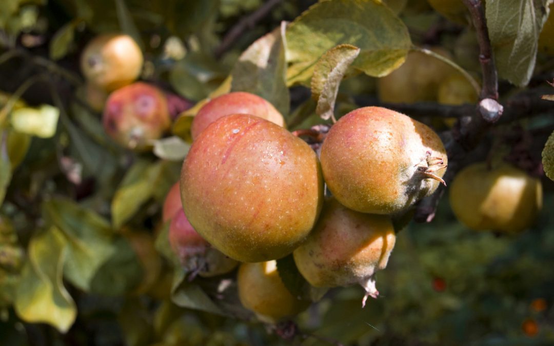How To Prune Fruit Trees