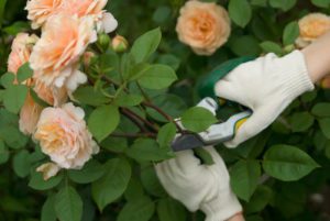 Durham Tree Service When Do You Prune Roses