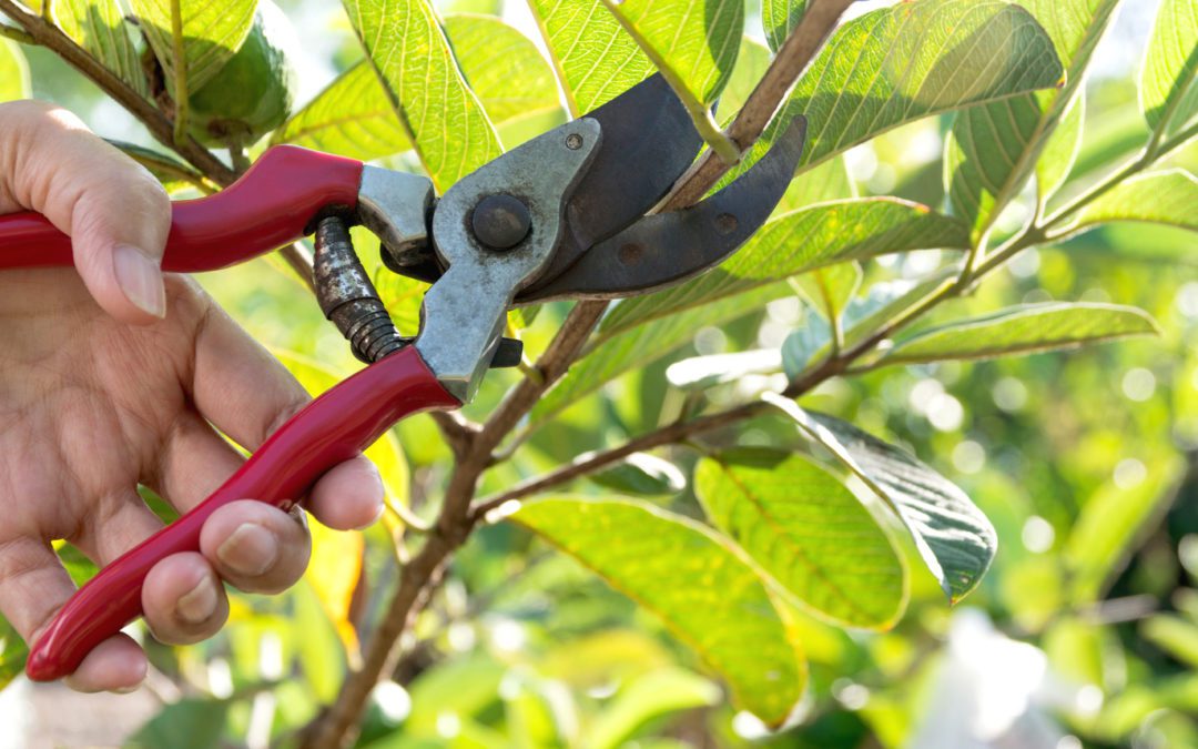 Durham Tree Service how to sharpen pruning shears