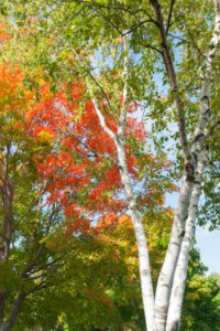 Durham Tree Service Care for paper birch trees