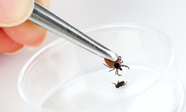 Durham Tree Service how to get rid of ticks in yard