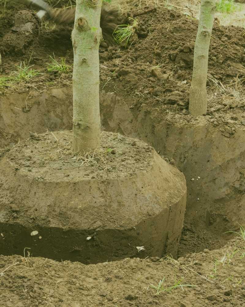 affordable tree planting service durham nc