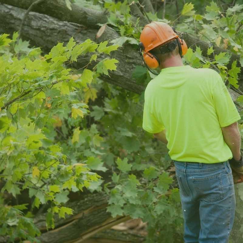 tree service wake forest